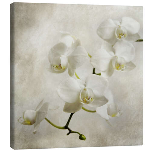 Canvas print White orchid