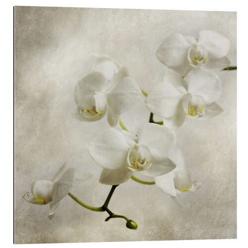 Stampa su plexi-alluminio Orchidea bianca