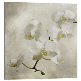 Tableau en plexi-alu Orchidée blanche