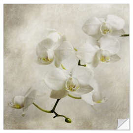 Vinilo para la pared Orquidea blanca
