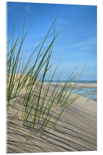 Cuadro de metacrilato Dune grasses