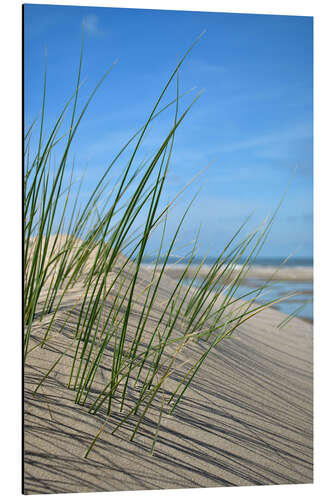 Obraz na aluminium Dune grasses