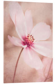 Acrylic print Romantic Cosmea