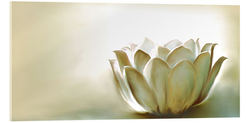 Acrylic print White lotus