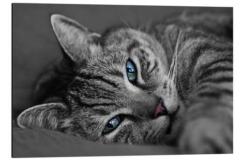 Tableau en aluminium Ali le chat 