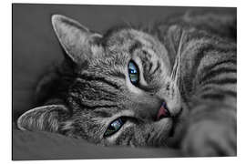 Tableau en aluminium Ali le chat 