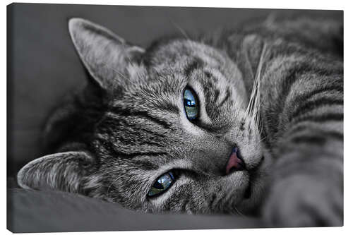 Canvas-taulu Tomcat Ali
