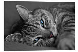 PVC-taulu Tomcat Ali