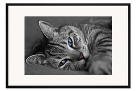 Gerahmter Kunstdruck Kater Ali