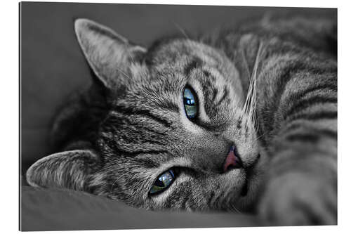 Gallery print Tomcat Ali
