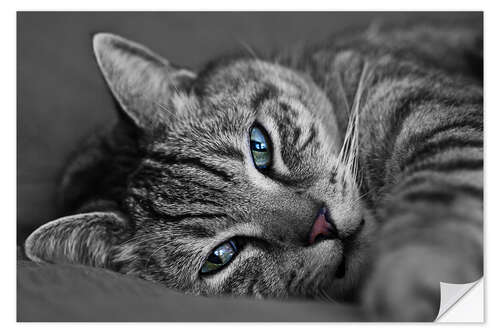Sticker mural Ali le chat 