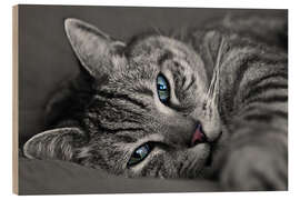 Tableau en bois Ali le chat 