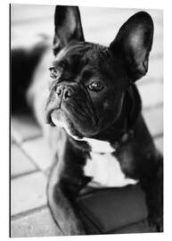 Tableau en aluminium Bouledogue français