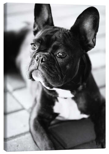 Obraz na płótnie French Bulldog