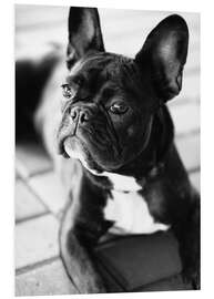 Tableau en PVC Bouledogue français
