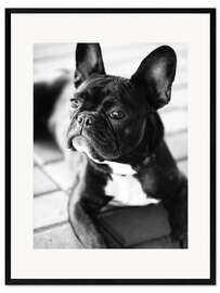 Gerahmter Kunstdruck Französische Bulldogge