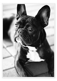 Póster Bulldog francés