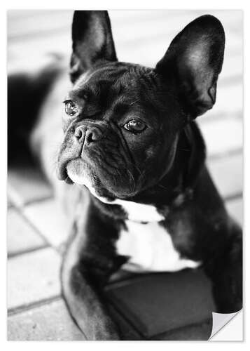 Wandsticker Französische Bulldogge