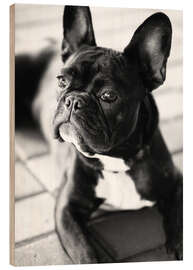 Quadro de madeira Buldogue Francês