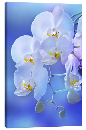 Canvas print White orchid on blue