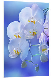 PVC-taulu White orchid on blue