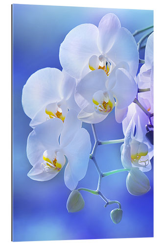 Tableau en plexi-alu Orchidée blanche sur bleu