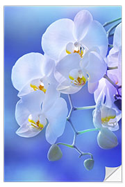 Naklejka na ścianę White orchid on blue