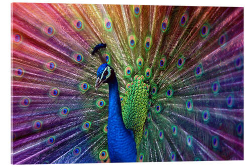 Acrylic print Violet peacock