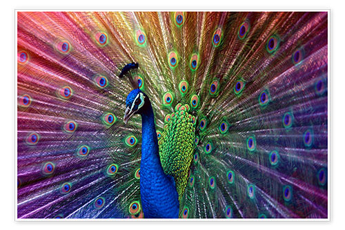 Poster Violet peacock