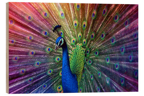 Wood print Violet peacock