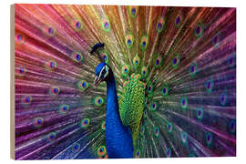 Wood print Violet peacock - Hannes Cmarits