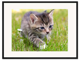 Gerahmter Kunstdruck Katze