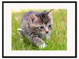 Kehystetty taidepainatus Cat