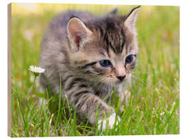 Tableau en bois Chaton marchant dans l&#039;herbe