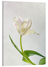 Aluminium print Tulip