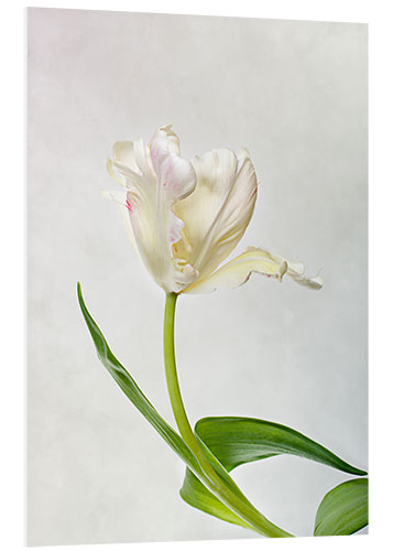 PVC-taulu Tulip