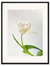Gerahmter Kunstdruck Tulpe