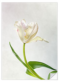 Naklejka na ścianę Tulip