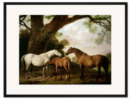 Gerahmter Kunstdruck Zwei Shafto-Stuten mit Fohlen