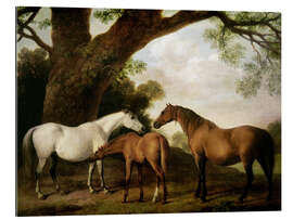 Gallery print Two Shafto Mares and a Foal