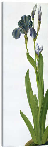 Canvas print An Iris