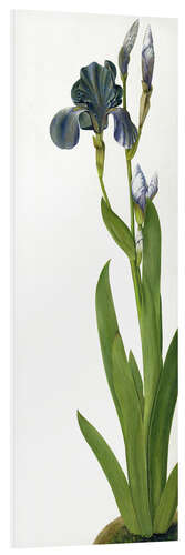 Tableau en PVC Un iris