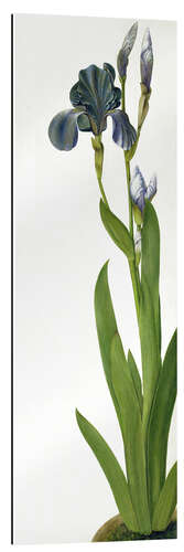 Galleriprint An Iris