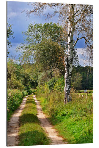 Aluminium print Forest path with Birch