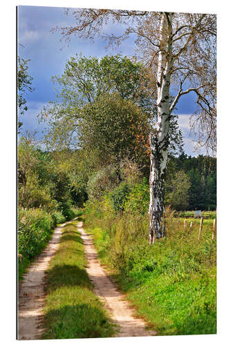 Gallery Print Waldweg mit Birke