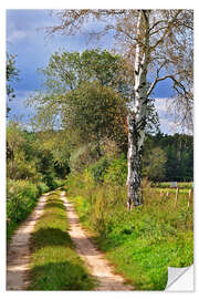 Wall sticker Forest path with Birch