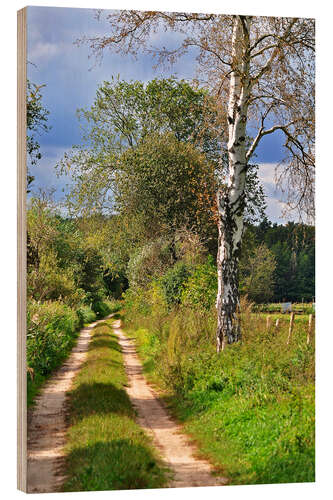 Cuadro de madera Camino en el bosque con abedules