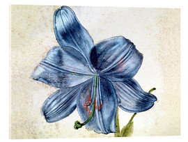 Akrylglastavla  Study of a lily - Albrecht Dürer