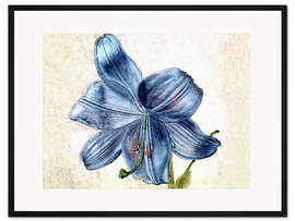 Gerahmter Kunstdruck Studie einer Lilie 