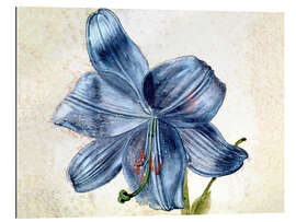 Gallery print Study of a lily